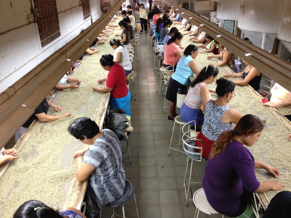 Final Coffee Sorting, El Salvador